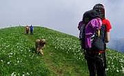 30 Salendo i dossi del Linzone, imbiancati di narcisi